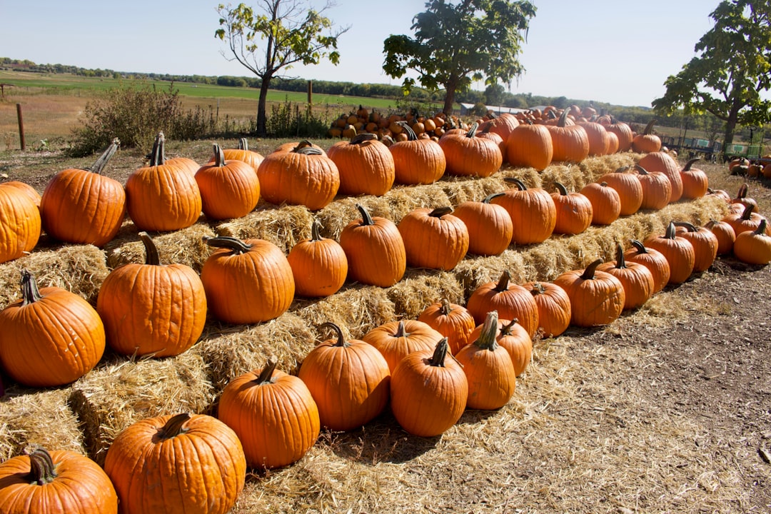 Photo Pumpkin patch