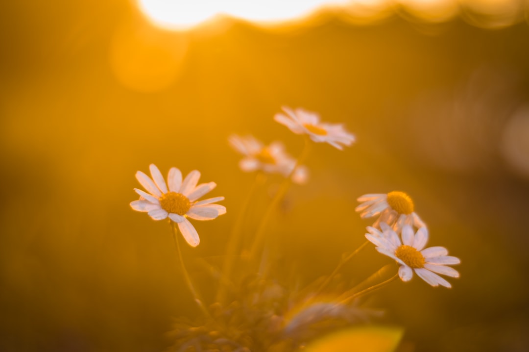 Photo Sunrise, flowers