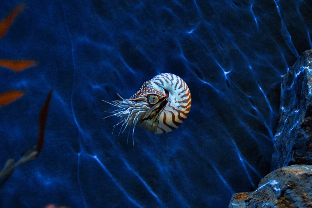 Photo Fossil, Shell